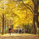 은행나무길 이미지