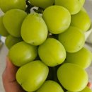 케이팜스타 이미지