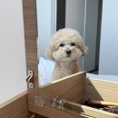 일주일 살기 2일차 (with 꼬미, 초당명가짬뽕순두부, 중앙시장, 커피정미소, 강문, 감자유원지, 회센터)