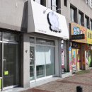 베이비숑 그루밍 | 광주강아지미용 동구 베이비숑 진쫘 귀여움 (솔직후기)