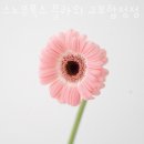스노우폭스플라워 이미지