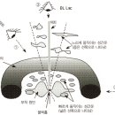 활동성 은하핵과 퀘이사 이미지