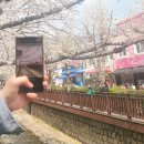 진해공설운동장 야구장 | [경남 진해] 4월 진해 군항제 처음 가봤는데… 이건 꼭 봐야 한다_다녀온 솔직 후기