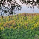 아리아리 숲속의 야영장 이미지