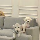 그루밍 501 이미지