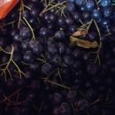 도도농장 이미지