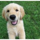 행복한 동물병원 이미지