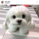 순심이