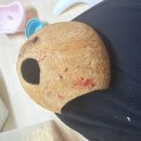 케나인동물병원 네이버블로그