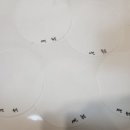 순클린