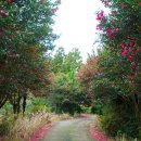 신흥동백나무군락 이미지