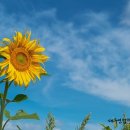 신증행정사 이미지