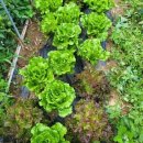 멋다리펜션 | 앗, 힐링이 필요할 땐? 여기지! 찐 숲캉스 후기