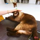 혼자두면 장판뜯어서 차린 개카페 이미지