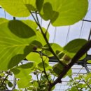 제주골드 민박 이미지