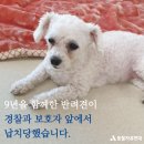 시흥시 신천동 문화의거리 푸들 납치 사건 이미지