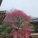 (03/15~16) 광양 매화축제/구례 산수유/화엄사 무박 안내입니다 이미지