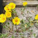 나무가 들려주는 환경이야기 이미지