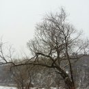 나무야 나무야 이미지