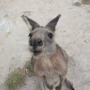 [2023년 🇦🇺호주] 14박 15일 시드니 멜버른 태즈매니아 여행 계획 일정 코스 숙소 경비 총정리