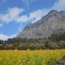 산방연대 | 제주도 봄여행 유채꽃 산방산 개화, 가볼만한곳 산방연대