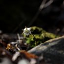 섬진강 편지 / 변산바람꽃 이미지