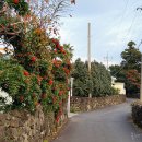 살고 싶은 제주마을 - 서귀포시 토평동 이미지