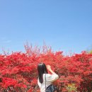 철쭉 작은도서관 | 완산 꽃동산 겹벚꽃 오늘, 택시 내려서 최단거리