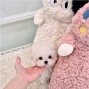 천안강아지분양 우리집퍼피 천안아산본점 (하이도그) 이미지