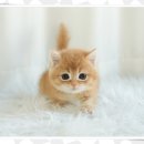 서울고양이분양 묘연 이미지