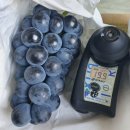 9월5일.청귤,지리산 충랑포도,송화고버섯,레몬,산양산삼 이미지