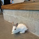 크레이쥬 이미지