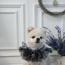 애견미용 나나엄마 이미지