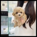 멍앤냥 강아지고양이 안양점 이미지