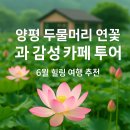 양평 두물머리 연꽃과 감성 카페 투어: 6월 힐링 여행 추천