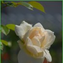 조선대(장미원) 이미지