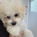 우리 애견 미용실 | 비숑 배냇 미용 수원 애견미용실 가위컷 후기