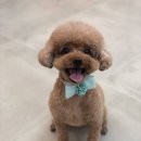 참견(犬) 이미지