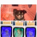 비어마이독 이미지