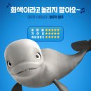 벨루 이미지