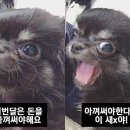 개스트하우스다냥 이미지