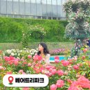 세종 베어트리파크 6월 장미축제 아이와 가볼만한곳