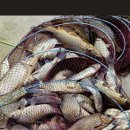 내곡낚시터 이미지