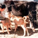 한우 수정소 이미지