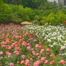 장미파크 이미지