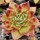 블랙로즈W (Echeveria agavoides ‘Black Rose W’ 이미지