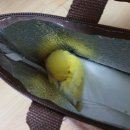 행복조류사