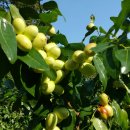 산속골농장 이미지