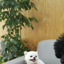 행복하개 애견샵 이미지