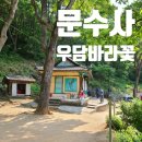 3,000년에 한번 핀다는 우담바라꽃보러 &#39;단양 문수사&#39; 다녀온 후기
